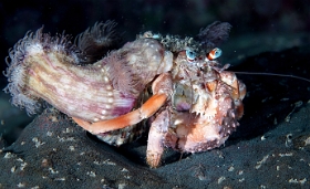 Birmanie - Mergui - 2018 - DSC03123 - Anemone Hermit crab - Bernard l ermite des anemones - Dardanus pedunculatus
